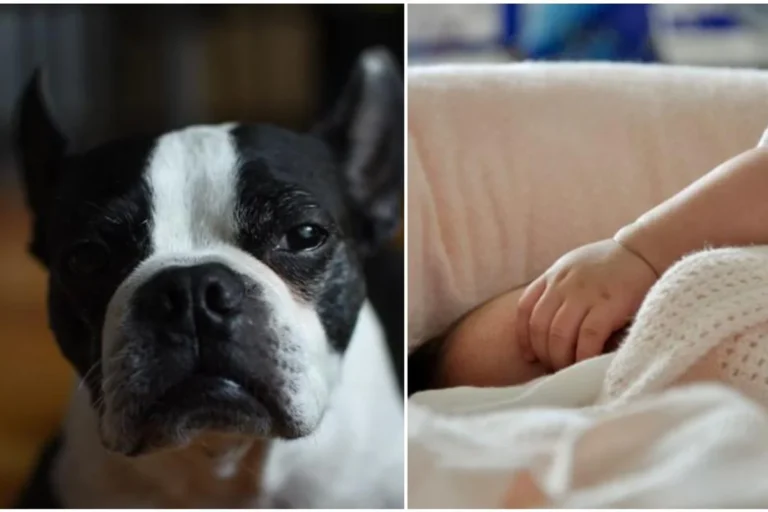 The Family Dog Acted Strange Around the Baby — Until They Uncovered the Shocking Reason