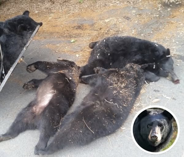 Officials Now Know What Happened To 4 Dead Bears Found Outside Church