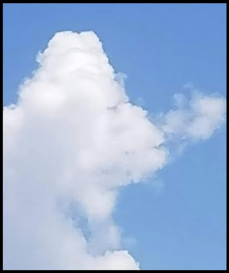 Vad ser du: en fisk eller ett flygplan?