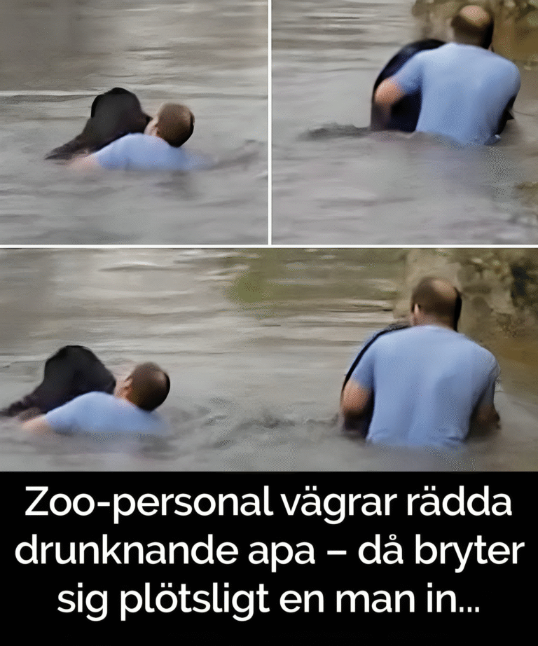 Lastbilschaufför räddar schimpans från att drunkna på zoo