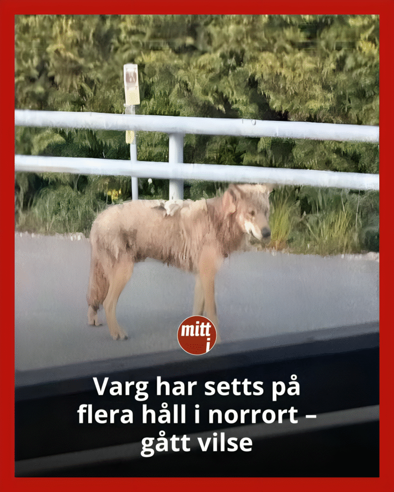 Varg har setts på flera håll i norrort – gått vilse