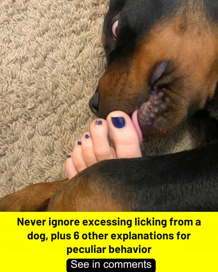 Never ignore excessing licking from a dog, plus 6 other explanations for peculiar behavior