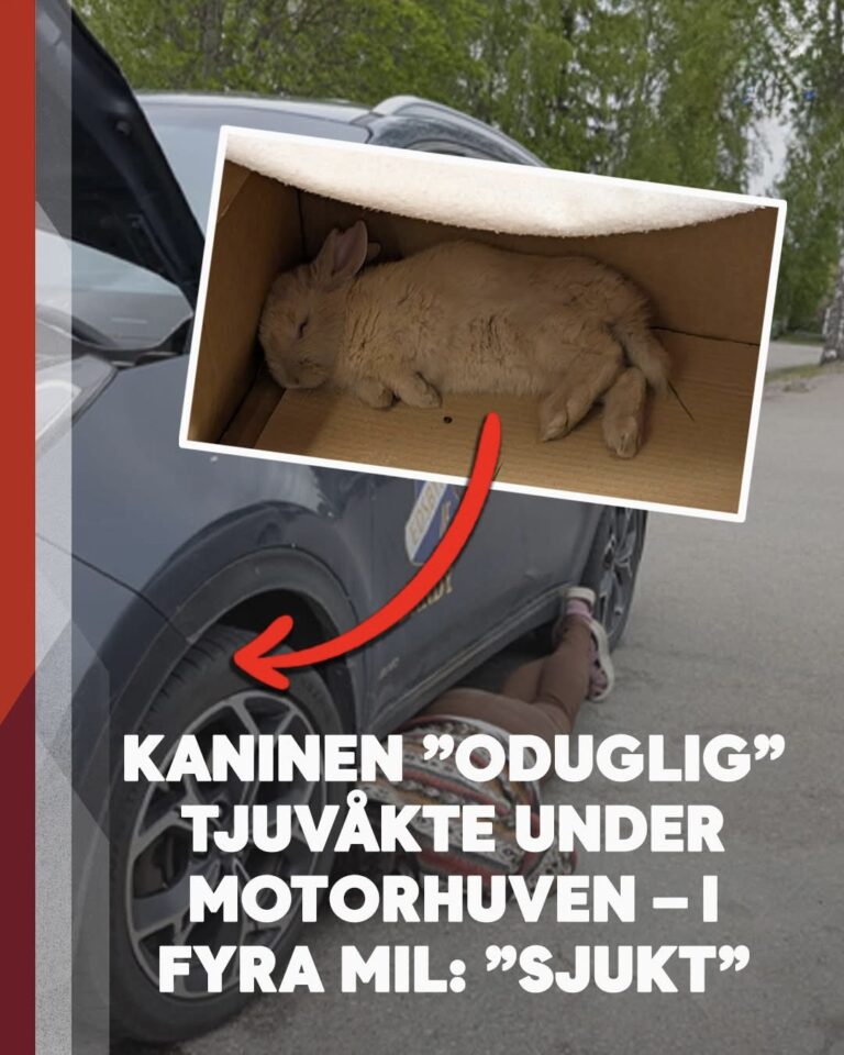 Kaninen tjuvåkte under motorhuven – i fyra mil: ”Känns helt sjukt”