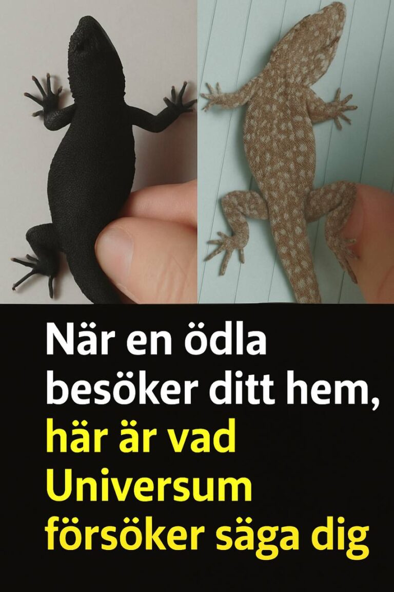 Visste du: När en ödla besöker ditt hus är det ett tecken.