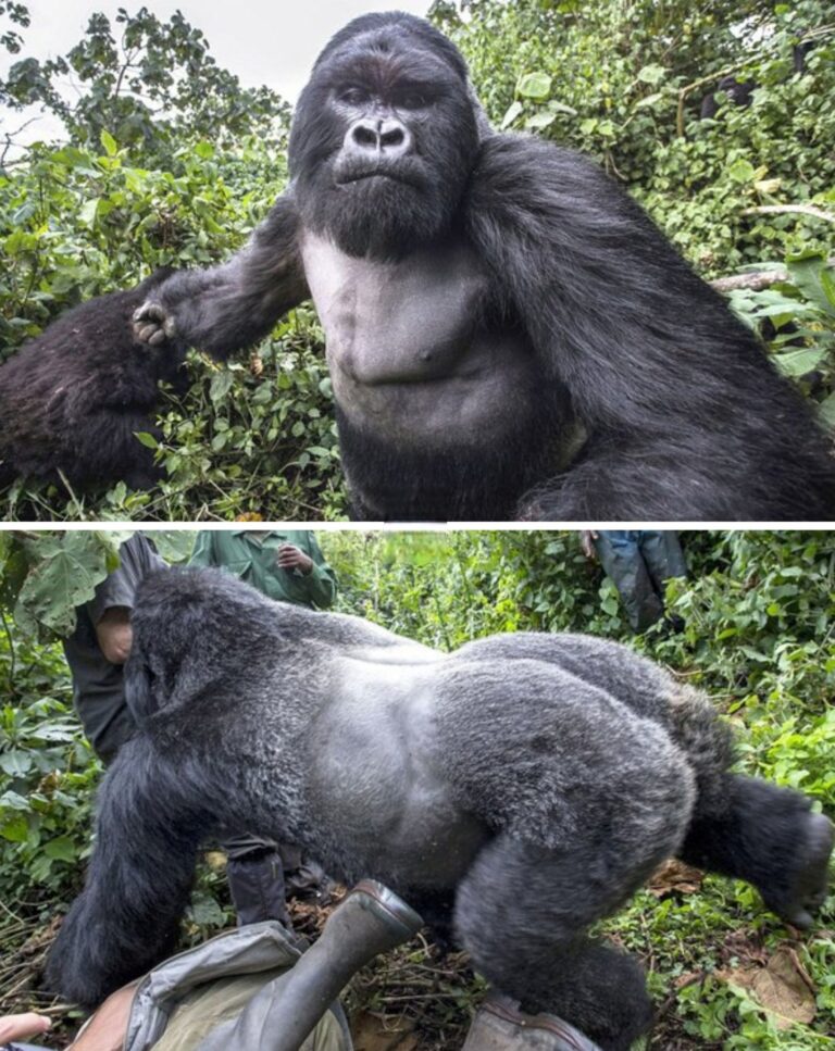 Una sola fotografía bastó para mostrar el poder brutal de la naturaleza