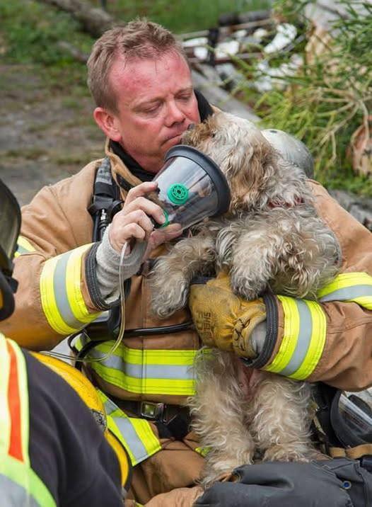 In the United States, firefighters rescue not only people but also animals