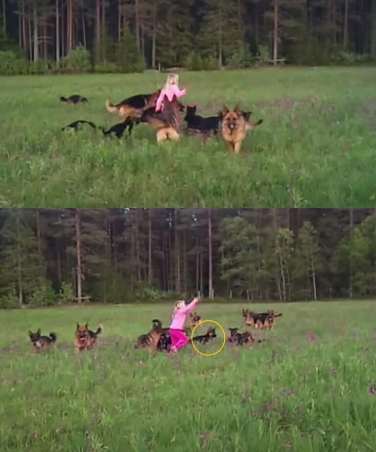 Oskyldig 5-åring leker ensam på ängen när hundflock kommer