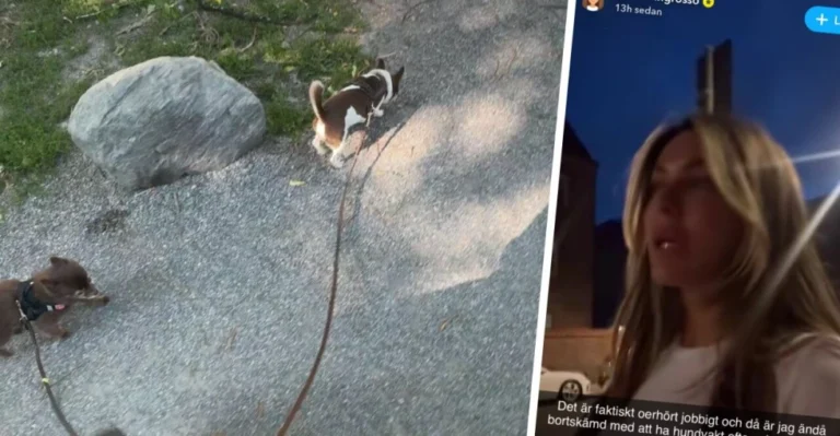 Bianca Ingrosso låser in hundarna i ett rum – trots 300 kvm: ”Dåligt samvete”