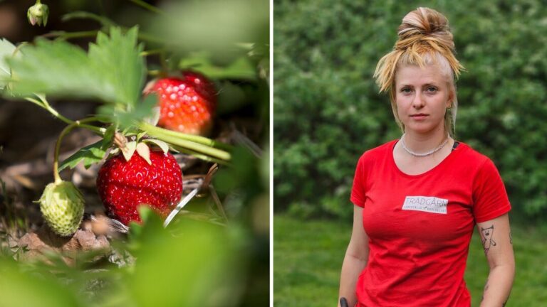 Karolina bjöd in till självplock – bestals på 40 kilo jordgubbar