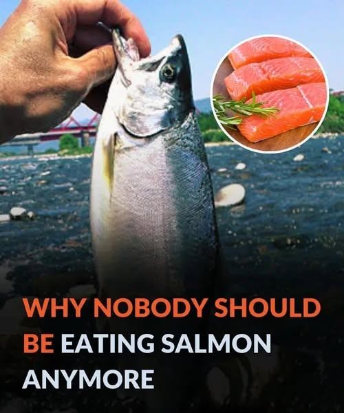 Why Nobody Should Be Eating Salmon Anymore