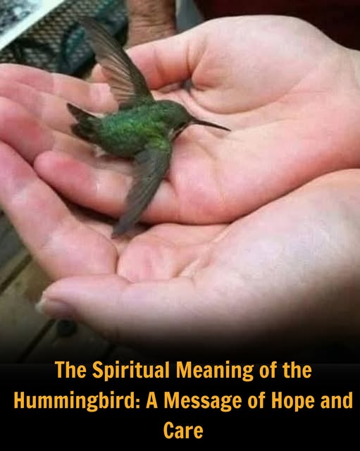 What’s the Hidden Meaning Behind a Hummingbird Visiting Your Home
