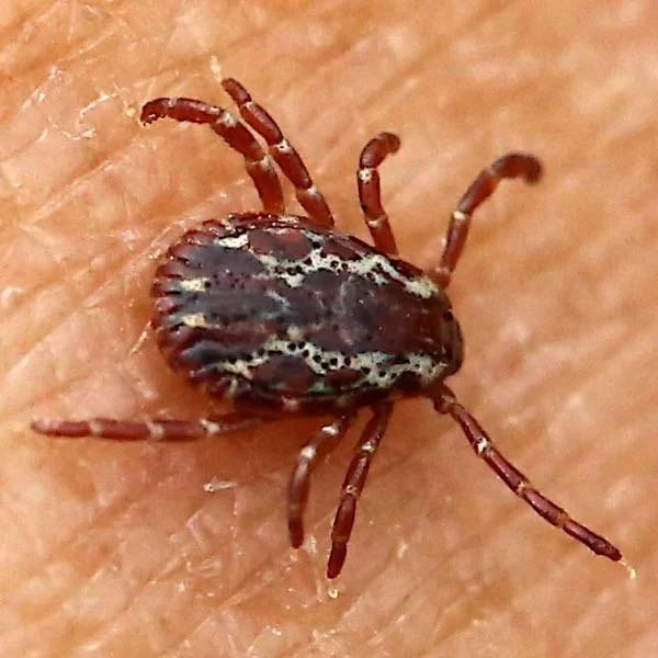 Steps to take when discovering a tick…