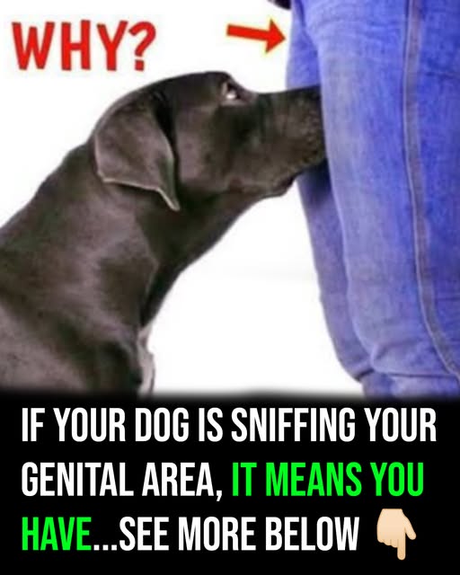 If your dog is sniffing your genital area, here is what it means