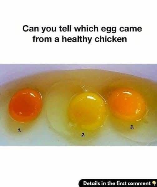How to Tell If an Egg Came from a Healthy Chicken: 6 Signs of Superior Quality