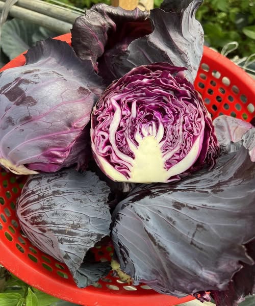 Doctors reveal that eating purple cabbage causes …