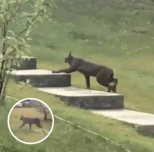 Rare Creature Caught On Camera For The 1st Time, Leave Scientists Stunned