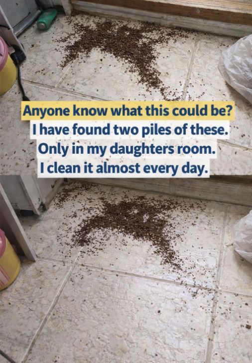 Mom Discovers Unusual Piles in Daughter’s Room — Internet Quickly Explains