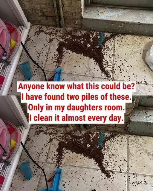 Parent Finds Unusual Piles in Daughter’s Room and Turns to the Internet for Answerrs”