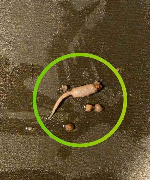 I was cooking ground beef and when I took it out of the pan, I noticed a strange object that didn’t look like beef