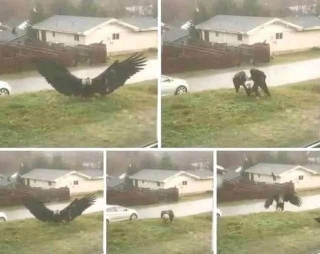 Rare Giant Eagle Reported Near the Texas Border—Experts React to the Discovery