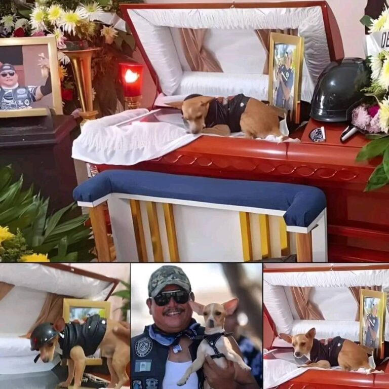 Look what happened at the wake after this dog lost his owner…