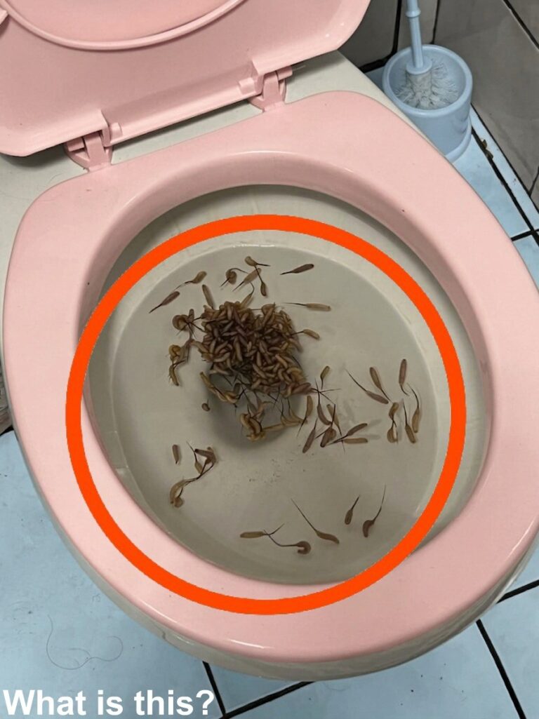 The Nightmare in the Toilet Bowl and the Shocking Secret Found After the Storm