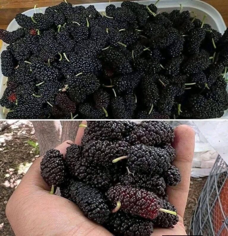 Have You Ever Tried Fresh Mulberries?