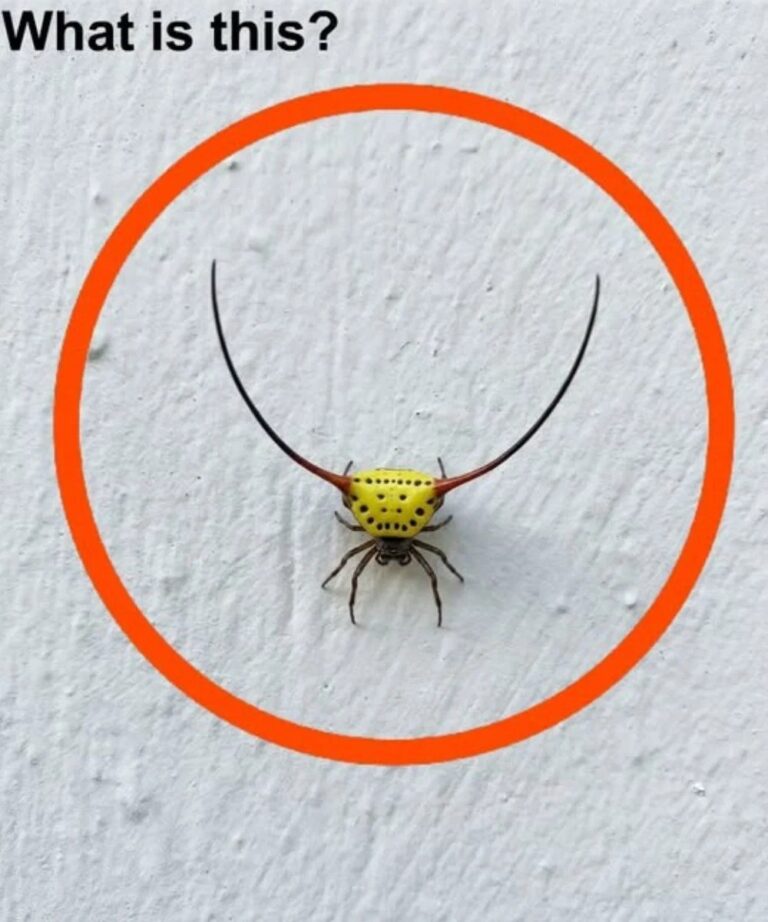 Last night, I went into the garage, turned on the light, and saw this on the wall.