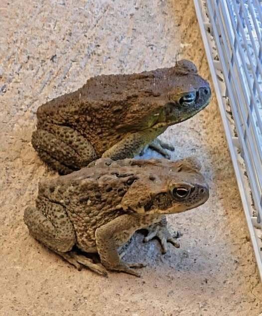 The Hidden Meaning Behind the Toad in Your Home and Why You Should Never Shoo It Away