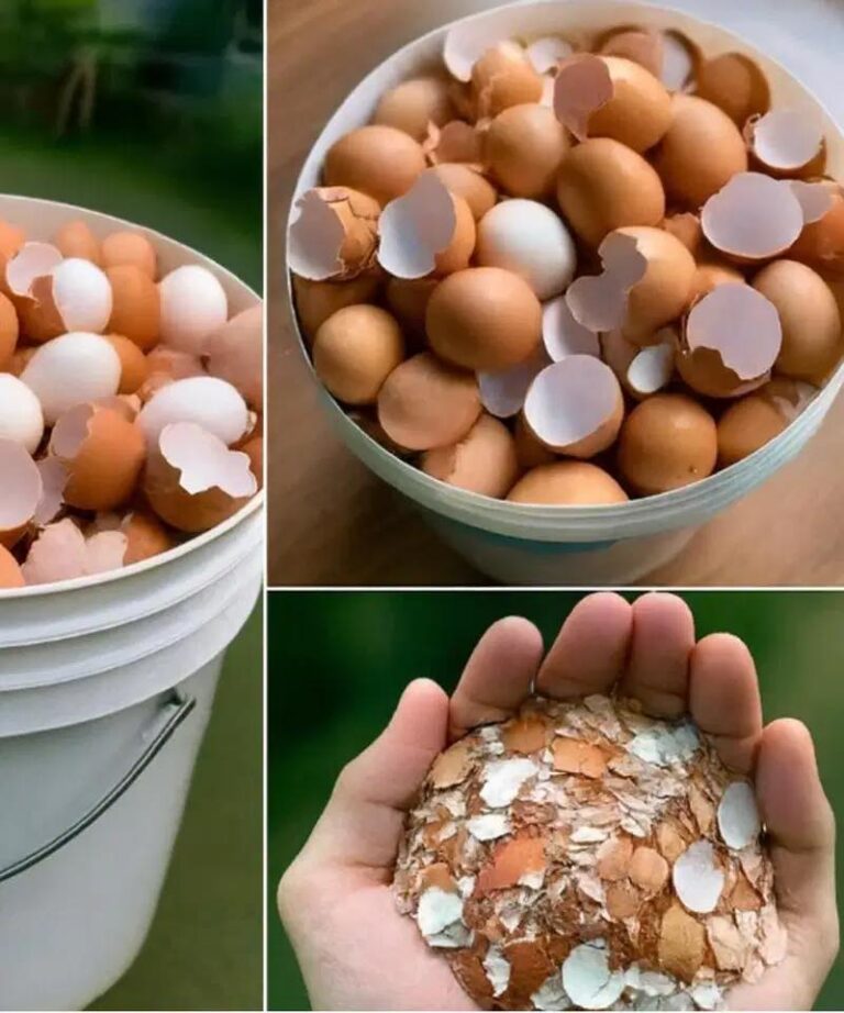 Boil eggshells and say goodbye to the …