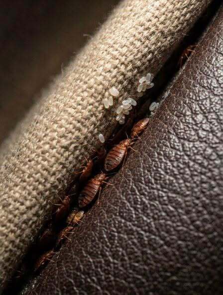 The Tiny Discovery in My Sofa That Sent Me Into a Panic