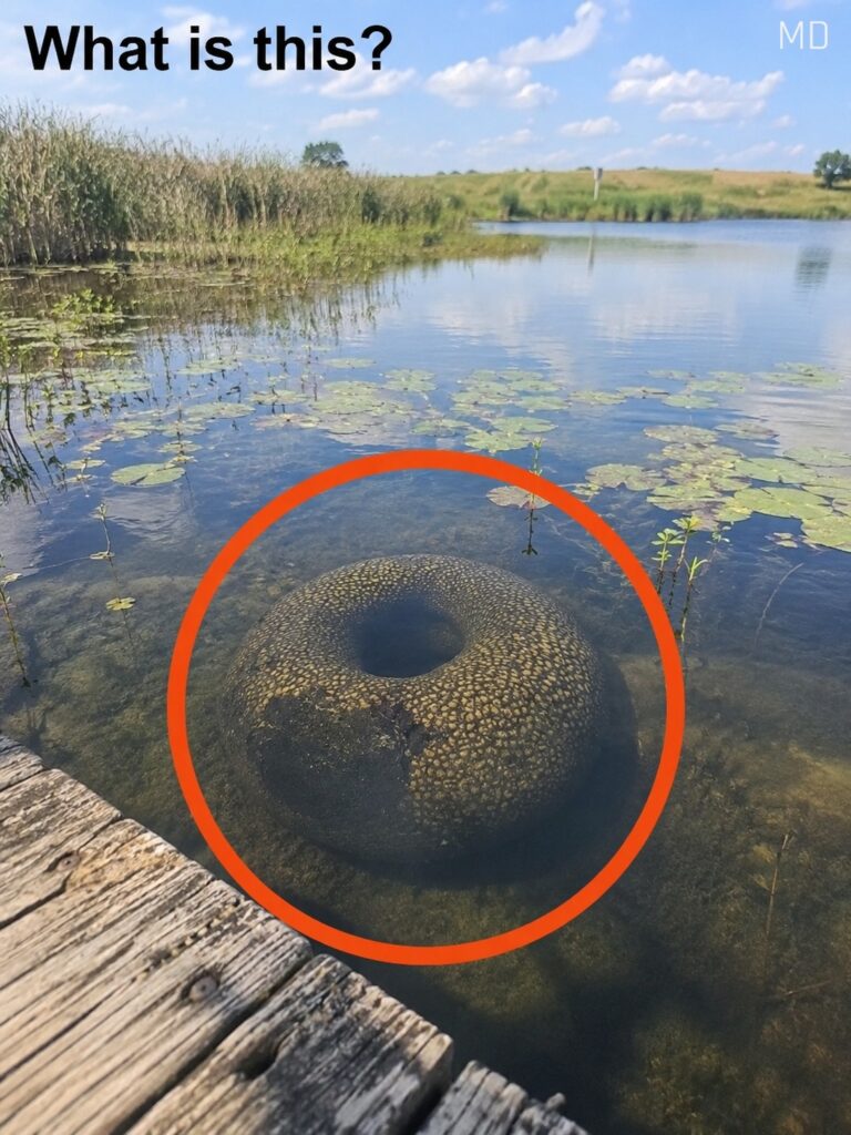 Villagers Were Stunned After Discovering a Strange Object in the Water