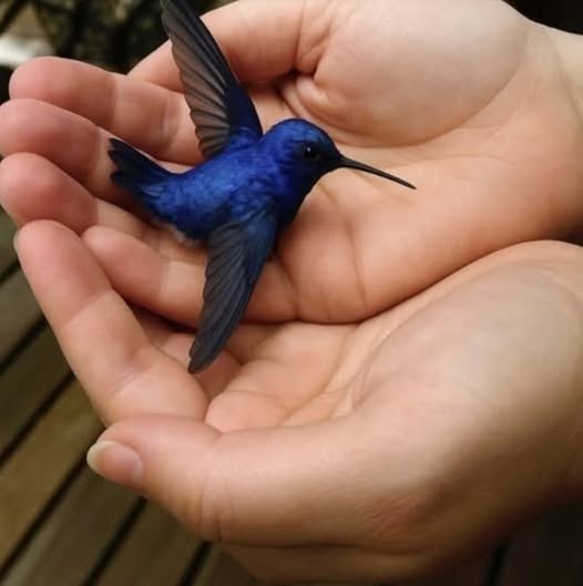 What Does It Mean When a Hummingbird Visits Your Home?