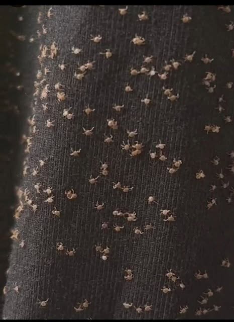 These Tiny Things Covered My Pant Leg After a Walk