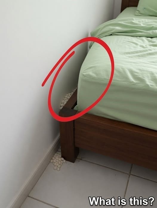 I Returned Home After A Grueling Day Only To Find A Nest Of Reptilian Eggs Beside My Bed