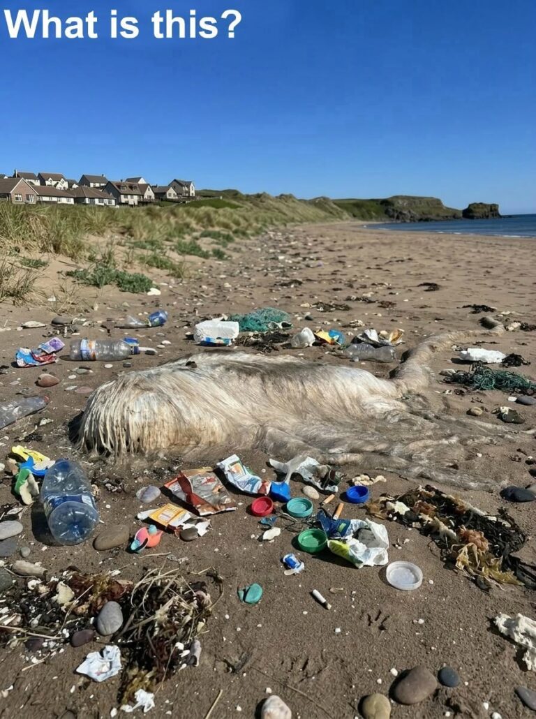 A Morning Beach Walk Led to an Unexpected Find