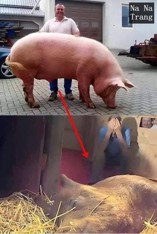 The pregnant sow went into labor with a high fever, and they feared she might not survive