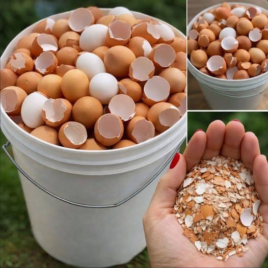 Stop Throwing Eggshells Away Forever