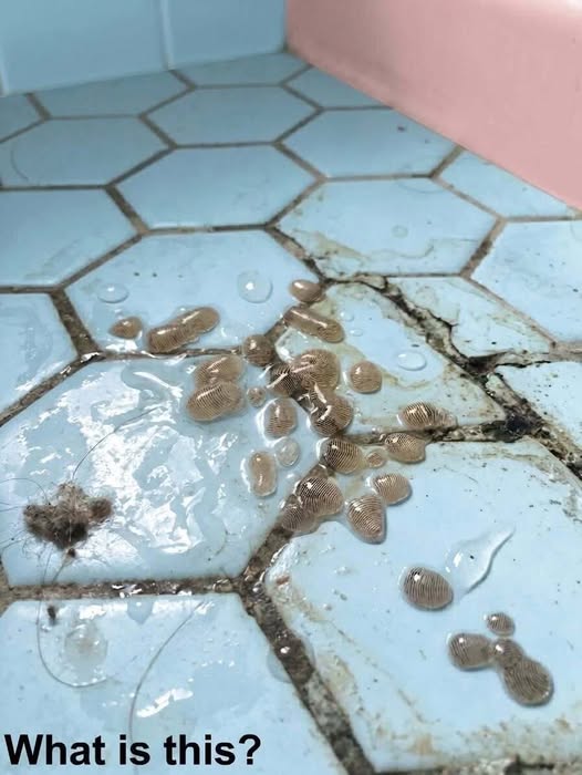 This morning, I walked into the bathroom and found this on the floor. Honestly, it’s the first time in my life that I’ve ever seen something like this. I’ve been standing next to it for an hour, staring at it and trying to figure out what it is, but I still have no idea. Does anyone know what this could be?
