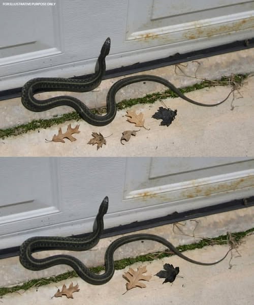 When this snake enters your house, it means you have… See more