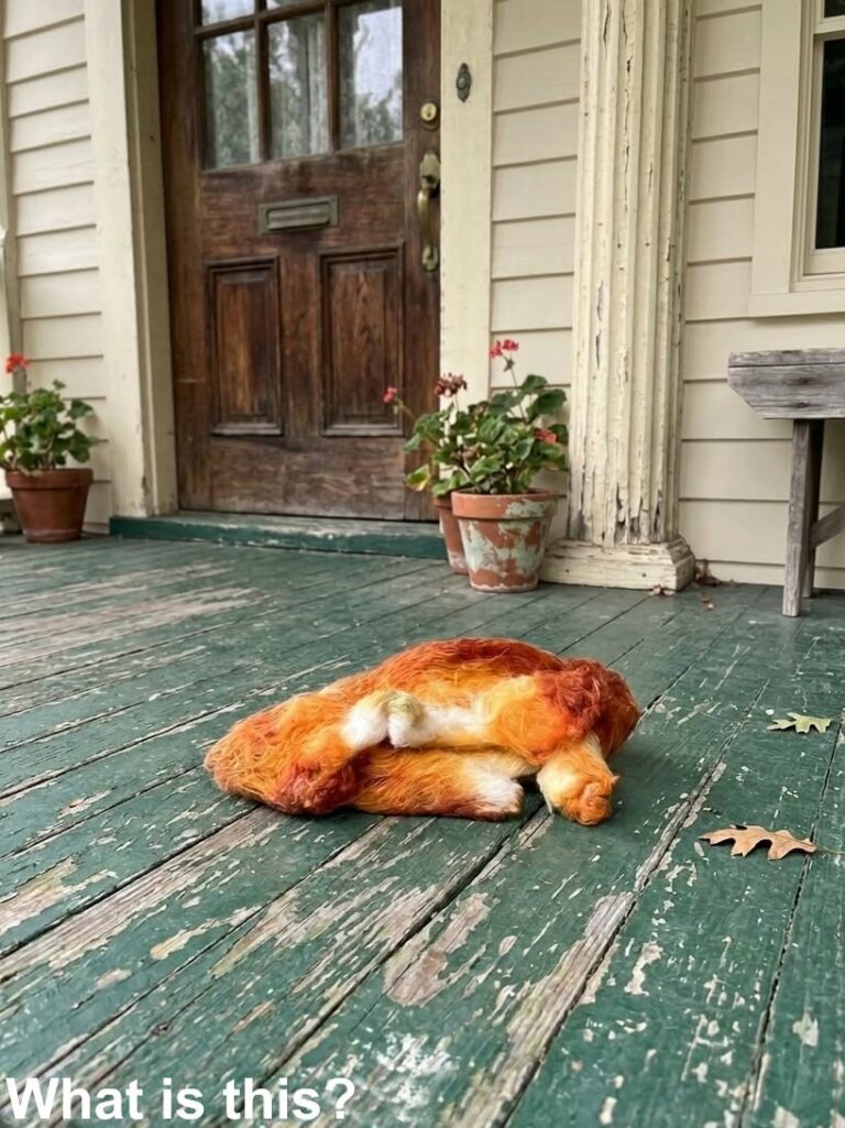 This morning, I stepped out onto the porch to get some fresh air and discovered this. Honestly, at first, I was really scared.