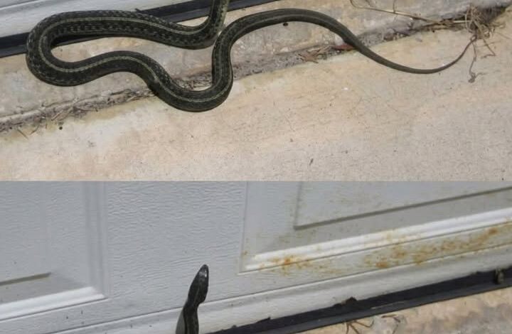 The Slithering Omen: Is a Snake in Your House a Warning of Approaching Doom?