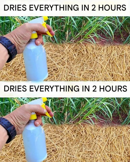 A Simple and Affordable Way to Tackle Garden Weeds