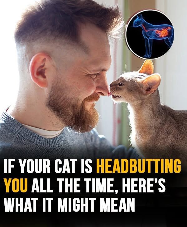 Why your cat headbutts you and what it means