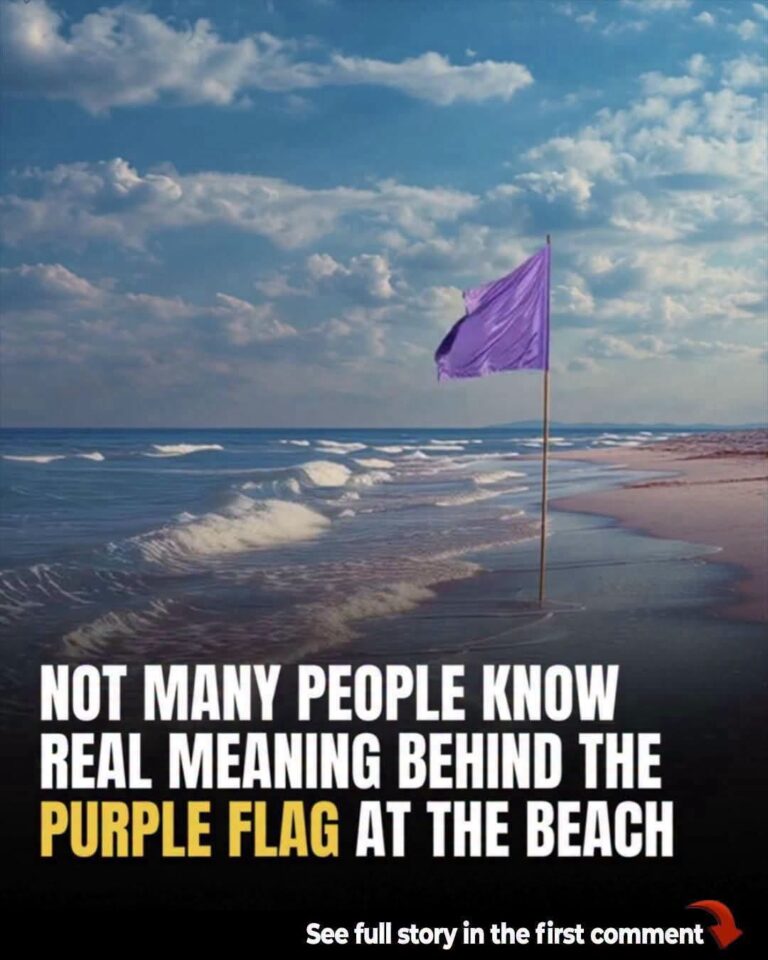 The Deadly Secret Fluttering Above Your Head: Why Ignoring Those Colorful Beach Flags Is a Fatal Mistake