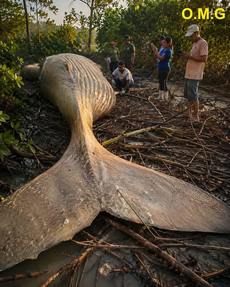 The whale was found far from…