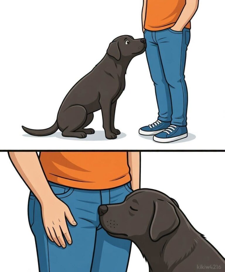 -Did You Know That When a Dog Smells Your Private Area, It’s Not Being Rude at All but Actually Detecting Complex Chemical Signals, Hormonal Changes, and Pheromones That Reveal Health, Emotions, and Even Life Stages—A Fascinating Look into the Science Behind Canine Scent Behavior