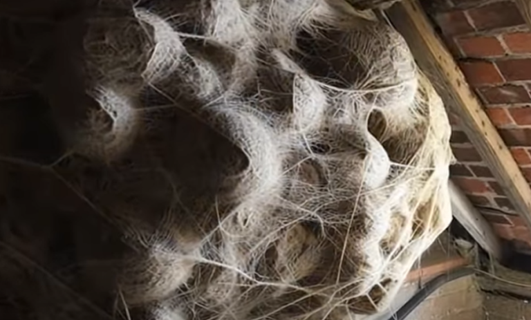 HOMEOWNER FINDS HORRIFYING COLONY IN ATTIC AND IS STUNNED BY ITS GIGANTIC SIZE