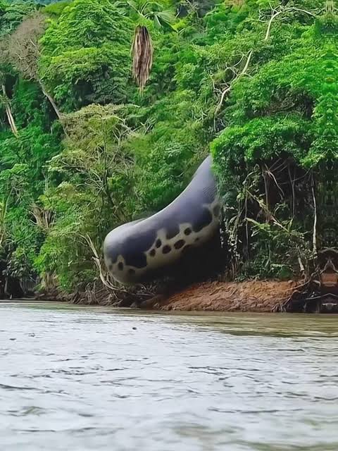 Giant Snake Attacks an Animal Near the River