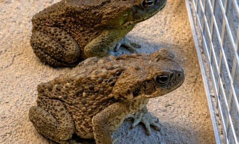 The Chilling Truth About Why Toads Are Suddenly Infesting Your Property